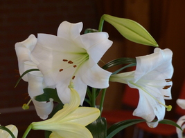 Foto: Dr. Peter Müller